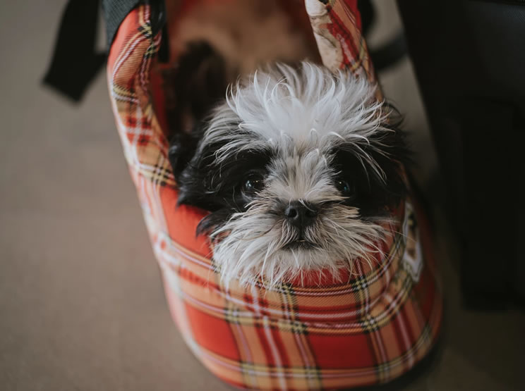 Viajar de avião com cachorro