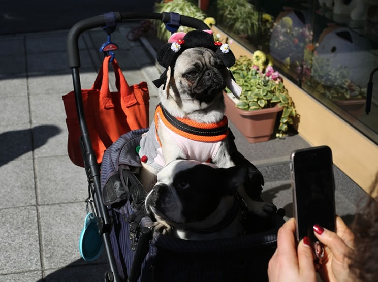 Viajar de avião com cachorro internacional