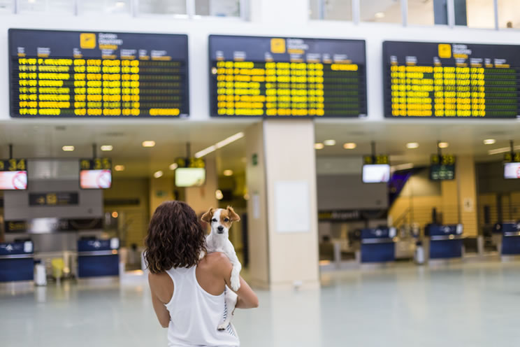 Comece a planejar sua viagem de avião com cachorro