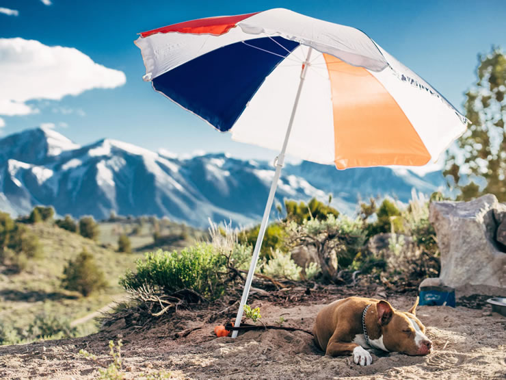 como Viajar de avião com cachorro