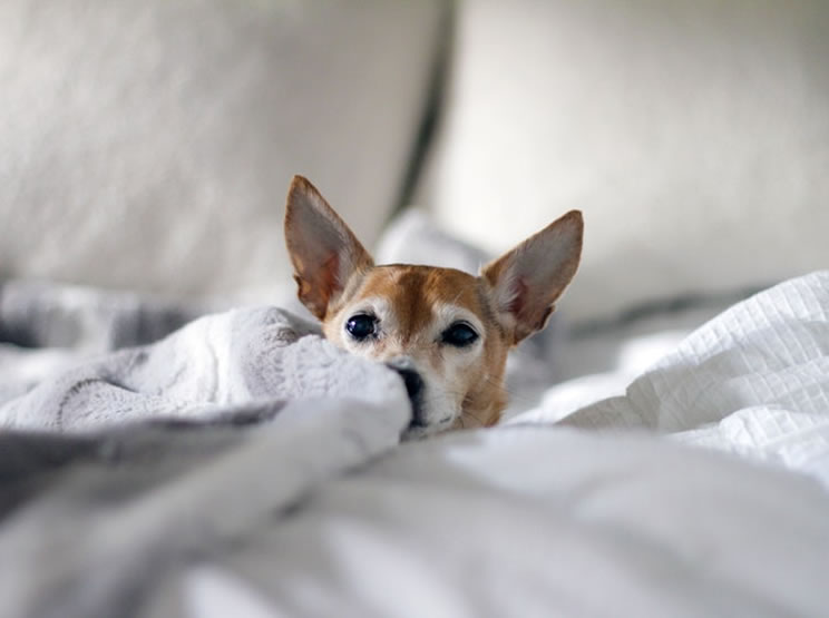 Viajar de avião com cachorro