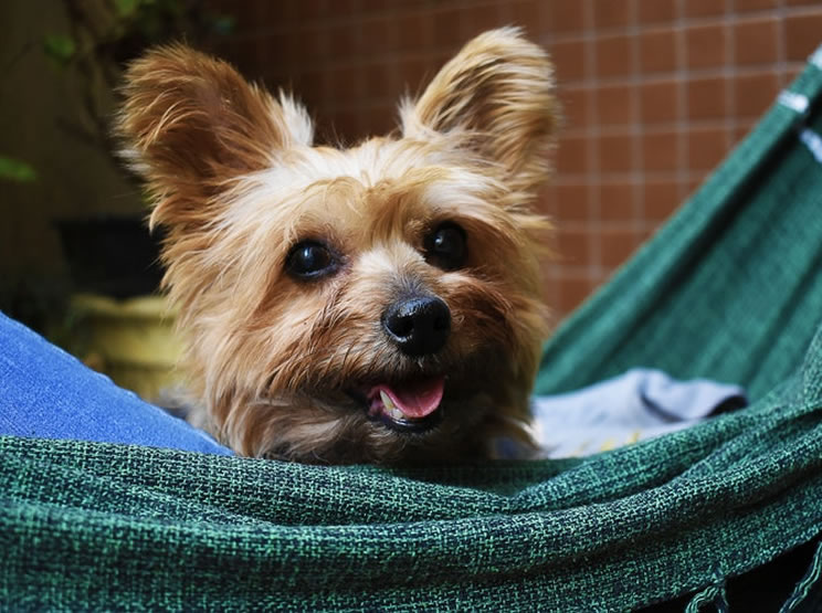 Viajar de avião com cachorro
