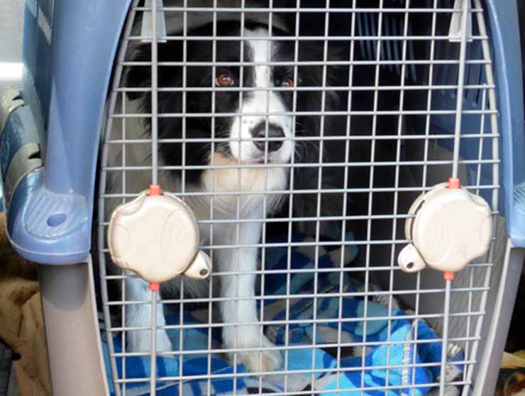 viajar com cachorro: cabine ou compartimento de carga?