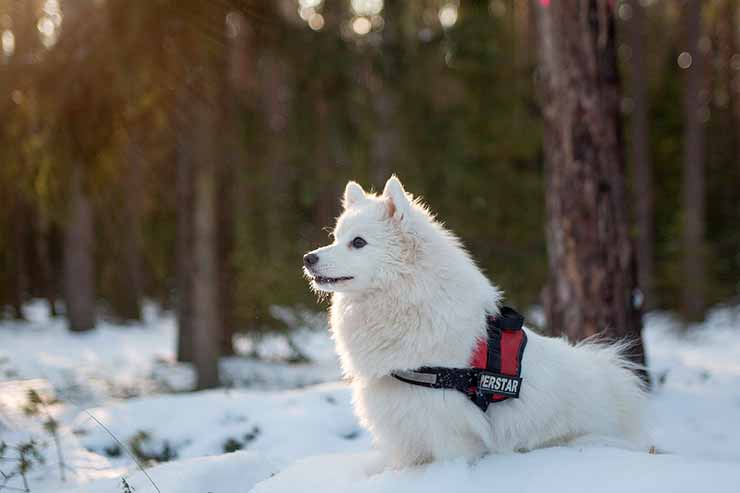 Viagem internacional com cachorro