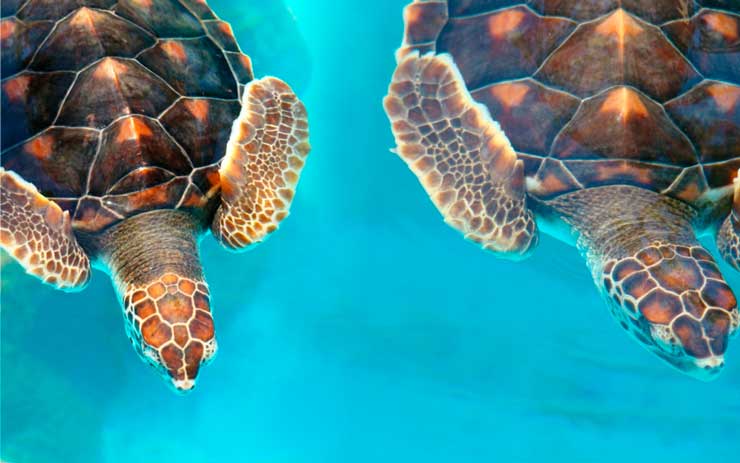 viajar com filhos praia do forte